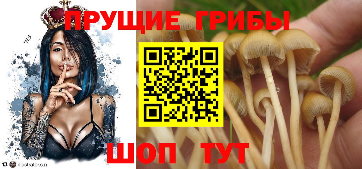 Псилоцибиновые грибы мицелий Волоколамск